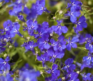 Lobelka 'Riviera Marine Blue' - Lobelia erinus 'Riviera Marine Blue'