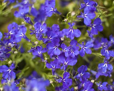 Lobelka 'Riviera Marine Blue'