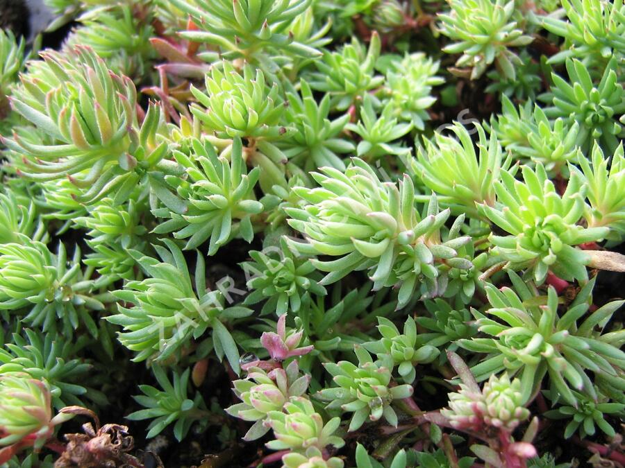 Rozchodník skalní 'Oracle' - Sedum forsterianum 'Oracle'