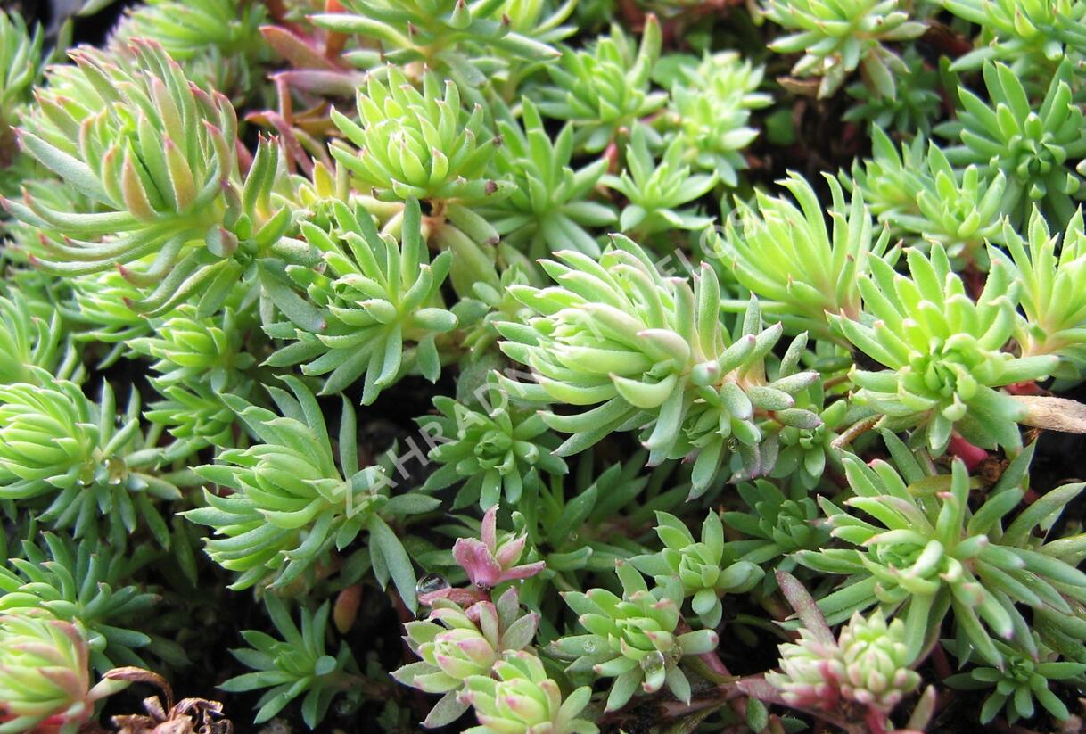 Rozchodník skalní 'Oracle' - Sedum forsterianum 'Oracle'