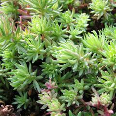 Rozchodník skalní 'Oracle' - Sedum forsterianum 'Oracle'