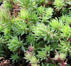 Rozchodník 'Oracle' - Sedum forsterianum 'Oracle'