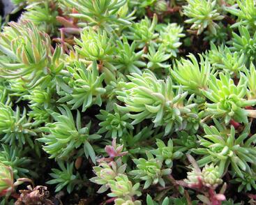 Rozchodník skalní 'Oracle'