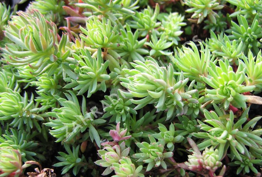 Rozchodník skalní 'Oracle' - Sedum forsterianum 'Oracle'