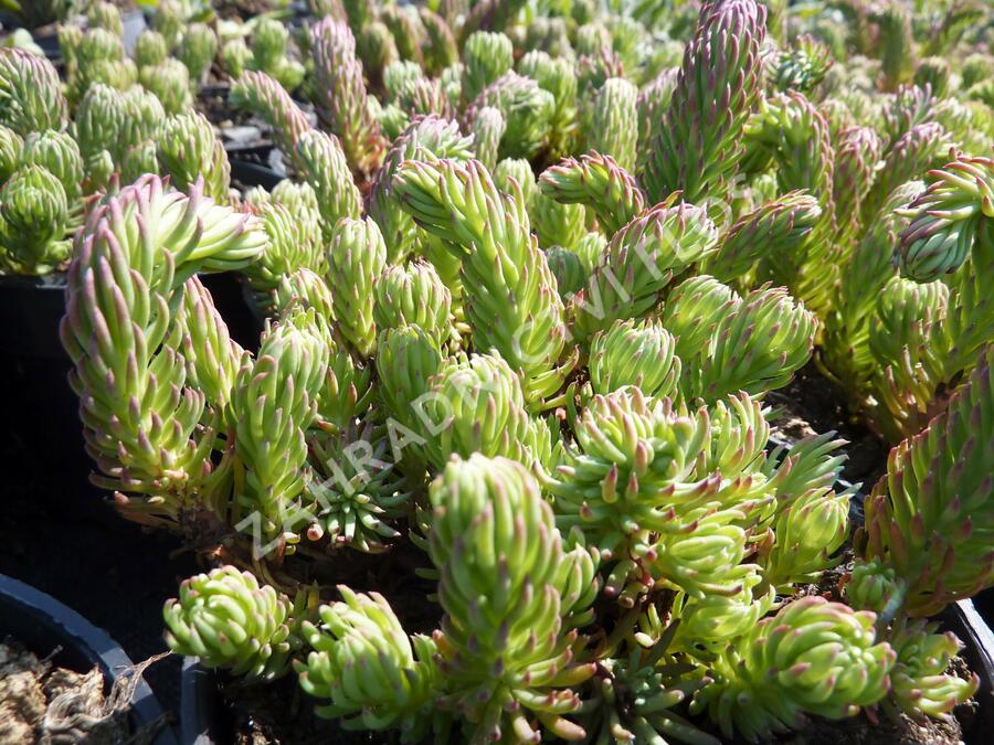 Rozchodník skalní 'Oracle' - Sedum forsterianum 'Oracle'