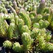 Rozchodník skalní 'Oracle' - Sedum forsterianum 'Oracle'