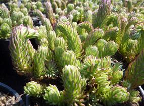 Rozchodník skalní 'Oracle' - Sedum forsterianum 'Oracle'