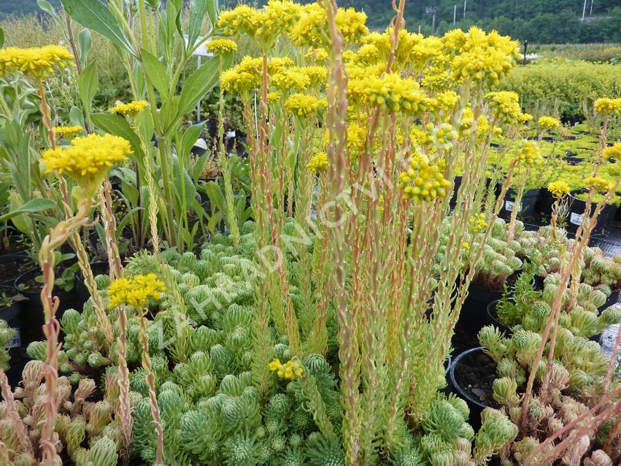 Rozchodník skalní 'Oracle' - Sedum forsterianum 'Oracle'