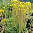 Rozchodník skalní 'Oracle' - Sedum forsterianum 'Oracle'