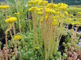 Rozchodník skalní 'Oracle' - Sedum forsterianum 'Oracle'