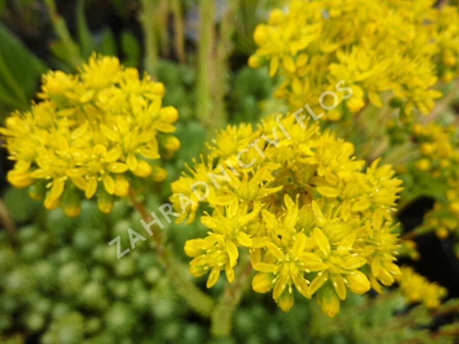 Rozchodník skalní 'Oracle' - Sedum forsterianum 'Oracle'