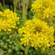 Rozchodník skalní 'Oracle' - Sedum forsterianum 'Oracle'