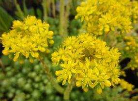 Rozchodník skalní 'Oracle' - Sedum forsterianum 'Oracle'