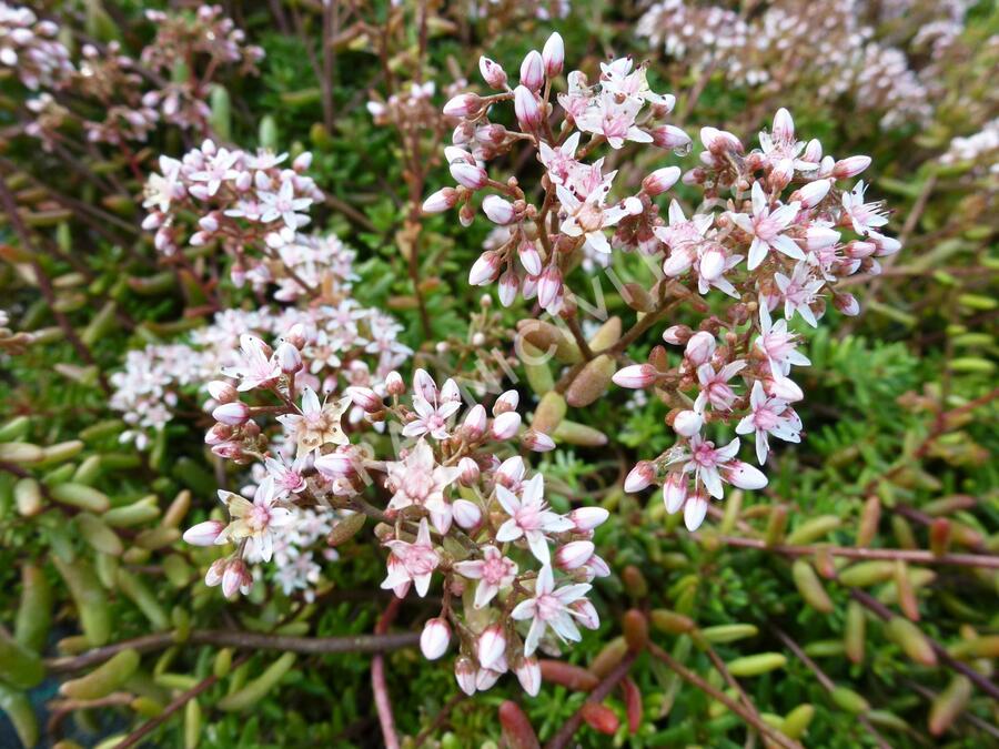 Rozchodník bílý 'Murale' - Sedum album 'Murale'