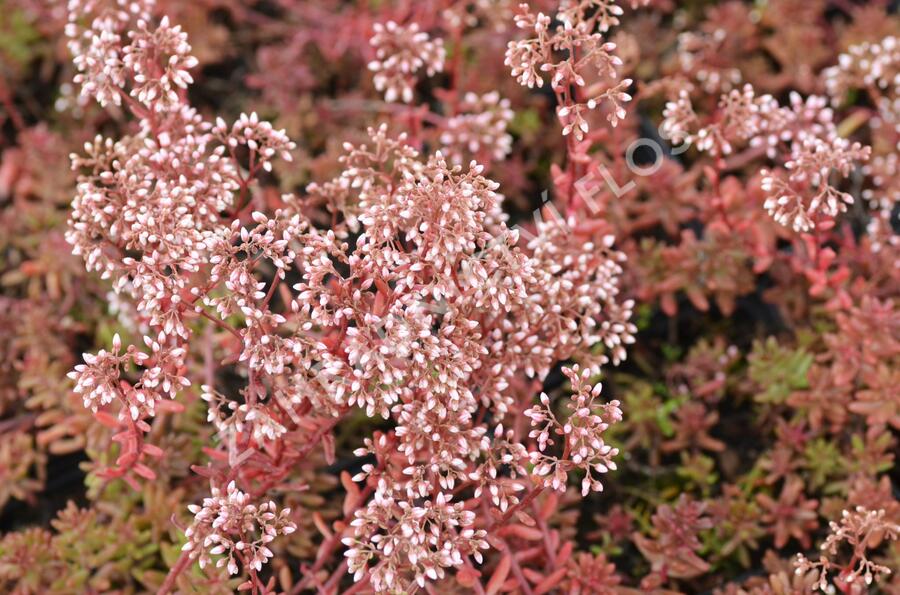 Rozchodník bílý 'Murale' - Sedum album 'Murale'