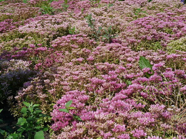 Rozchodník pochybný 'Summer Glory' - Sedum spurium 'Summer Glory'