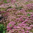 Rozchodník pochybný 'Summer Glory' - Sedum spurium 'Summer Glory'