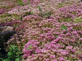 Rozchodník pochybný 'Summer Glory' - Sedum spurium 'Summer Glory'