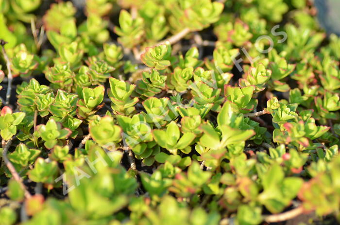 Rozchodník pochybný 'Summer Glory' - Sedum spurium 'Summer Glory'