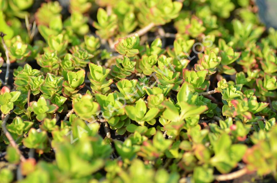 Rozchodník pochybný 'Summer Glory' - Sedum spurium 'Summer Glory'