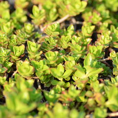 Rozchodník pochybný 'Summer Glory' - Sedum spurium 'Summer Glory'
