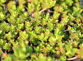 Rozchodník pochybný 'Summer Glory' - Sedum spurium 'Summer Glory'