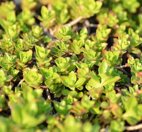 Rozchodník pochybný 'Summer Glory' - Sedum spurium 'Summer Glory'