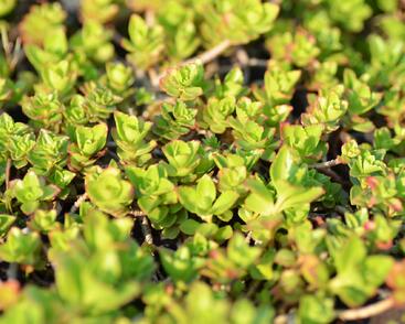 Rozchodník pochybný 'Summer Glory'