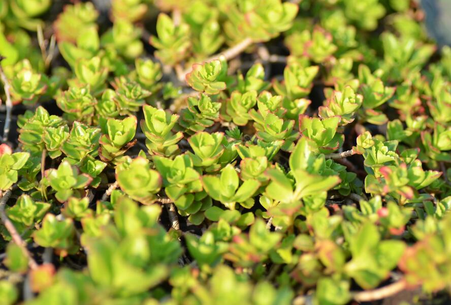 Rozchodník pochybný 'Summer Glory' - Sedum spurium 'Summer Glory'