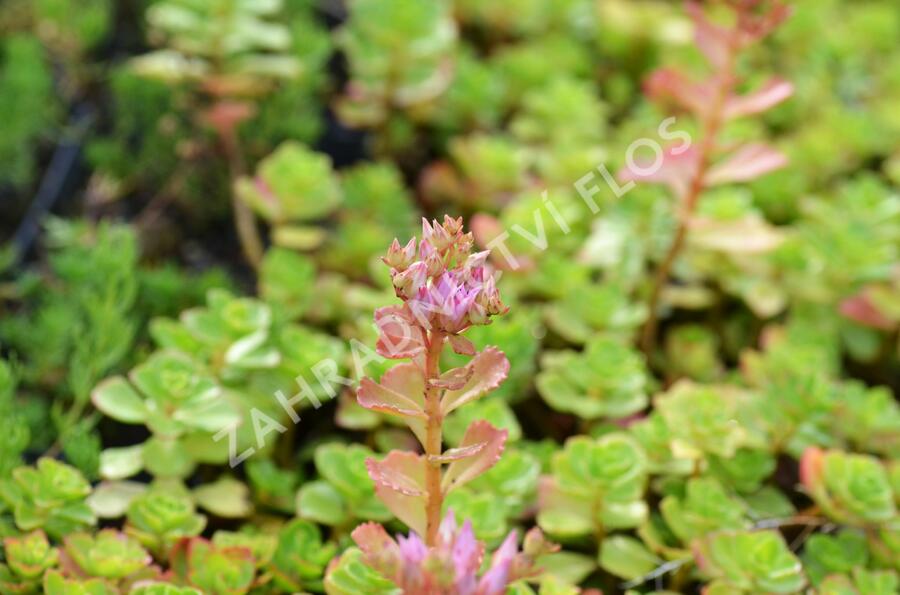 Rozchodník pochybný 'Summer Glory' - Sedum spurium 'Summer Glory'