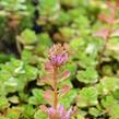 Rozchodník pochybný 'Summer Glory' - Sedum spurium 'Summer Glory'