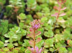 Rozchodník pochybný 'Summer Glory' - Sedum spurium 'Summer Glory'