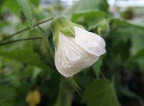 Mračňák - Abutilon hybridus mix