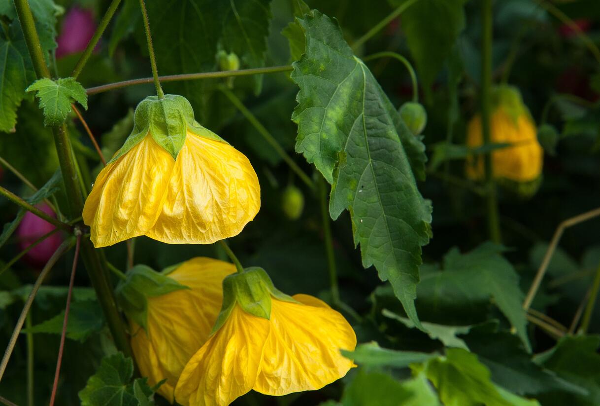 Mračňák - Abutilon hybridus mix