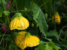 Mračňák - Abutilon hybridus mix
