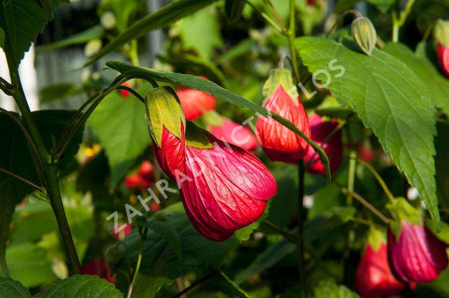 Mračňák - Abutilon hybridus mix