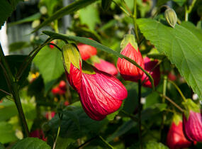 Mračňák - Abutilon hybridus mix