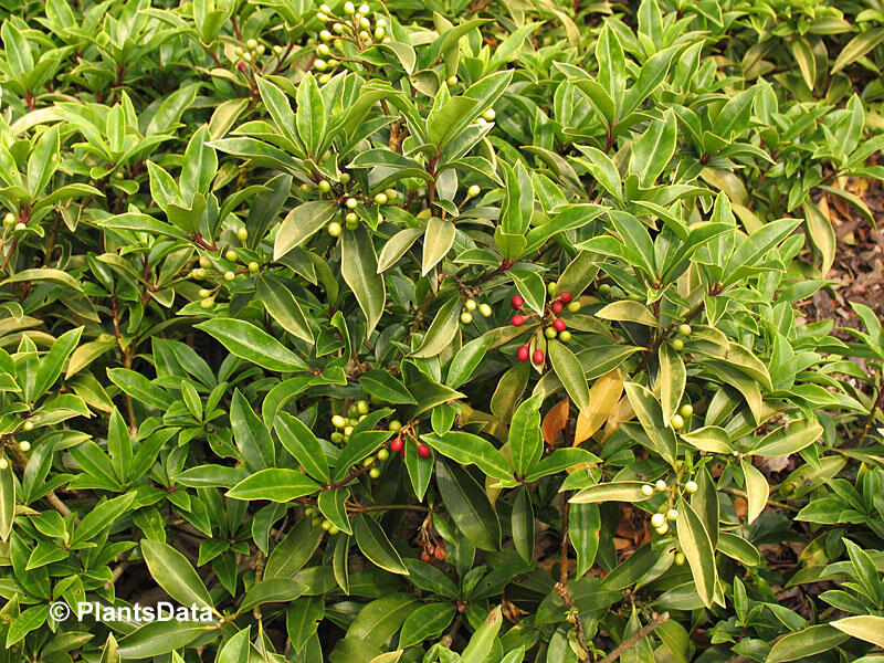 Skimie čínská - Skimmia reevesiana