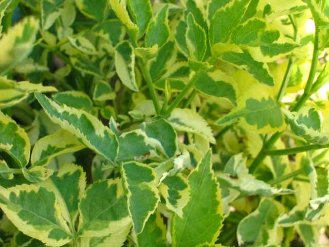 Bez černý 'Madonna' - Sambucus nigra 'Madonna'