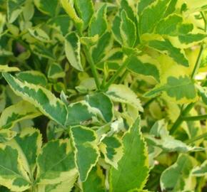 Bez černý 'Madonna'