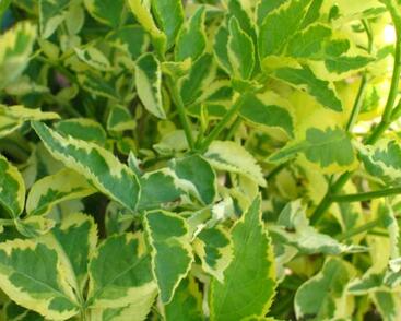 Bez černý 'Madonna'