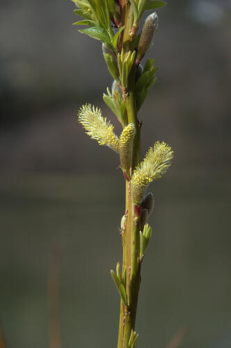 Vrba Bockova - Salix bockii