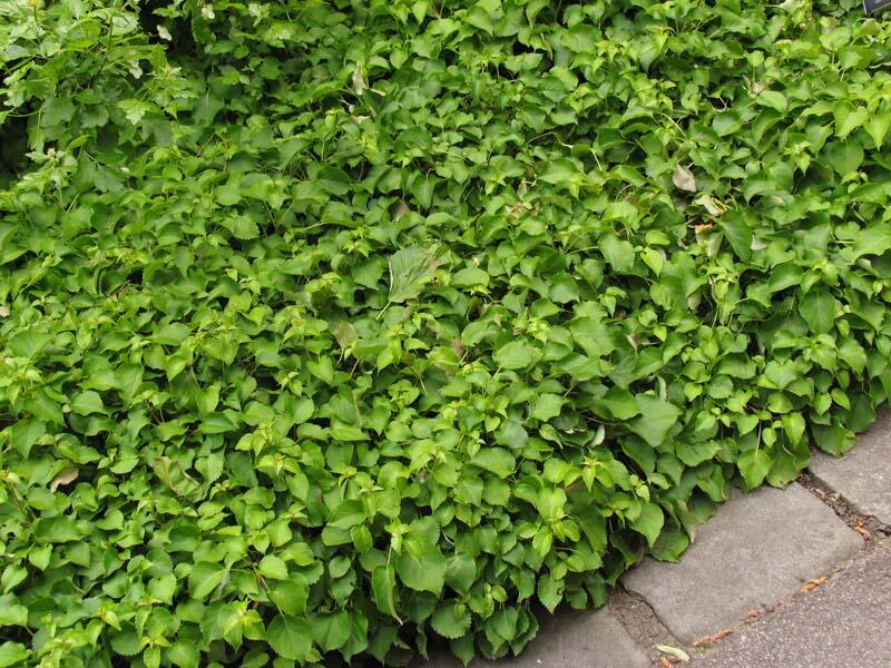 Klanostěnka hortenziovitá - Schizophragma hydrangeoides