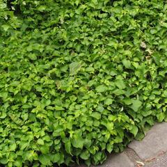 Klanostěnka hortenziovitá - Schizophragma hydrangeoides