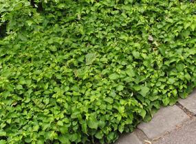 Klanostěnka hortenziovitá - Schizophragma hydrangeoides