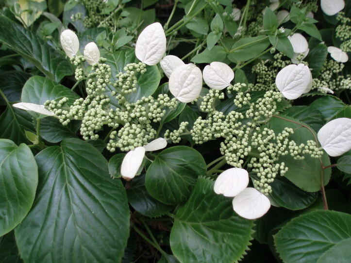 Klanostěnka hortenziovitá - Schizophragma hydrangeoides