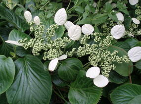 Klanostěnka hortenziovitá - Schizophragma hydrangeoides