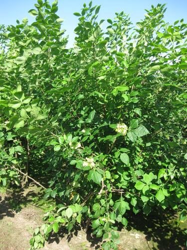 Křídlatec trojlistý - Ptelea trifoliata