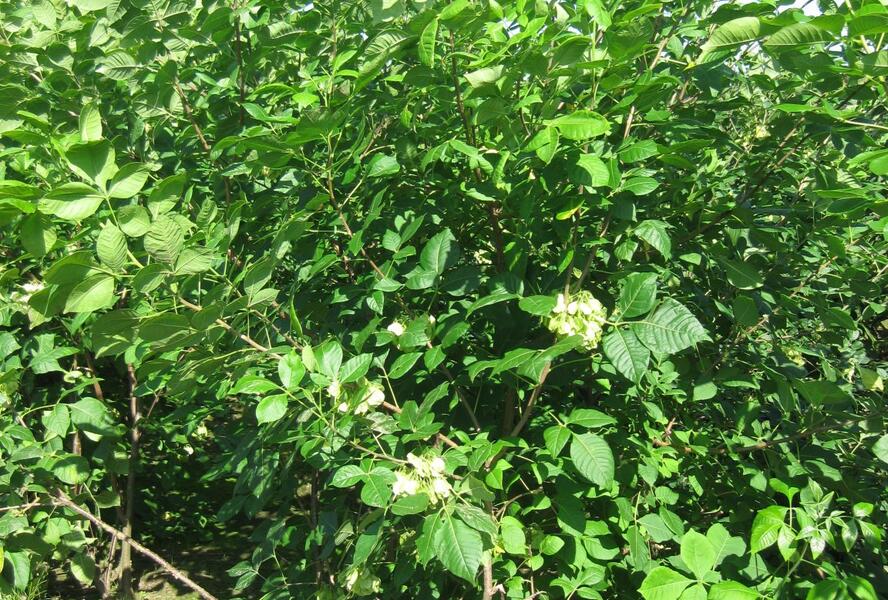 Křídlatec trojlistý - Ptelea trifoliata