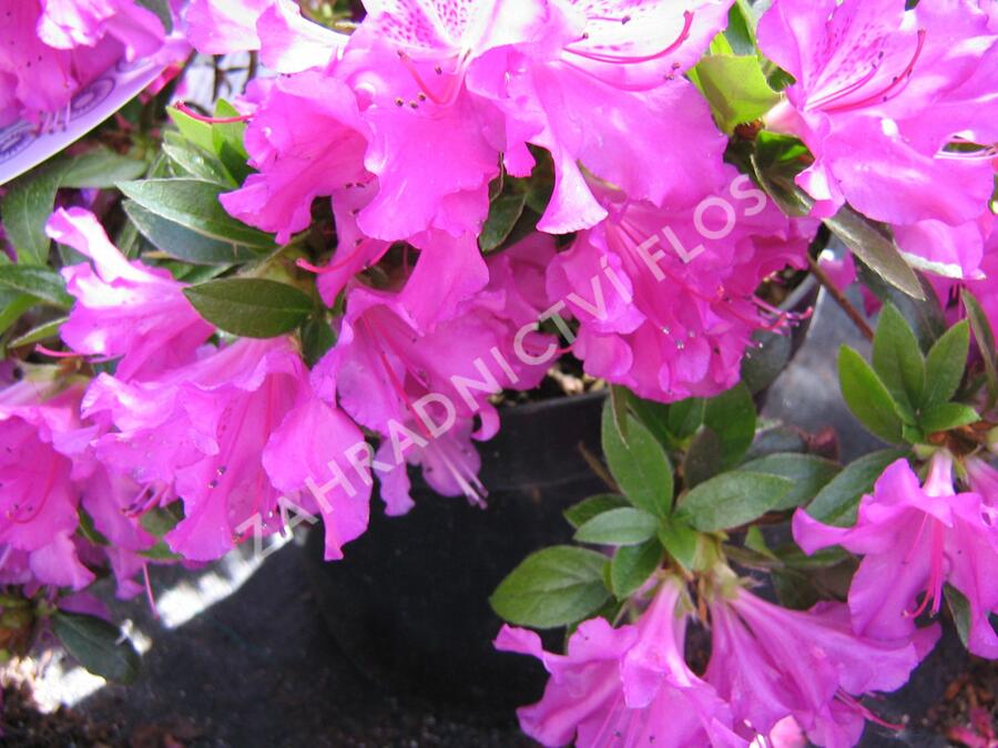 Azalka japonská 'Blaue Donau' - Azalea japonica 'Blaue Donau'